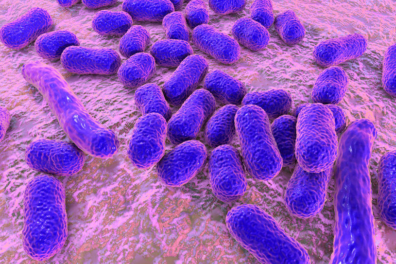 Bakterie wracają do życia jak zombie. I jeszcze całkiem nieźle... liczą /Pixabay.com