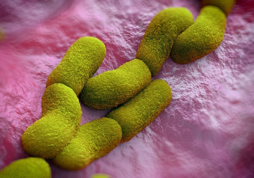 Bakterie Y.pestis, które wywołują dżumę /123RF/PICSEL