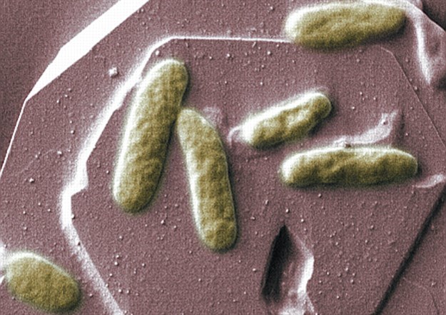 Bakterie z gatunku Shewanella oneidensis mogą produkować prąd elektryczny /materiały prasowe