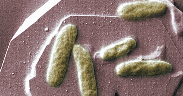 Bakterie z gatunku Shewanella oneidensis mogą produkować prąd elektryczny /materiały prasowe