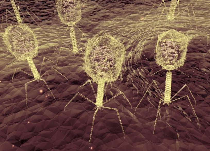 Bakteriofagi to wirusy atakujące bakterie - można je wykorzystać w celach terapeutycznych /123RF/PICSEL