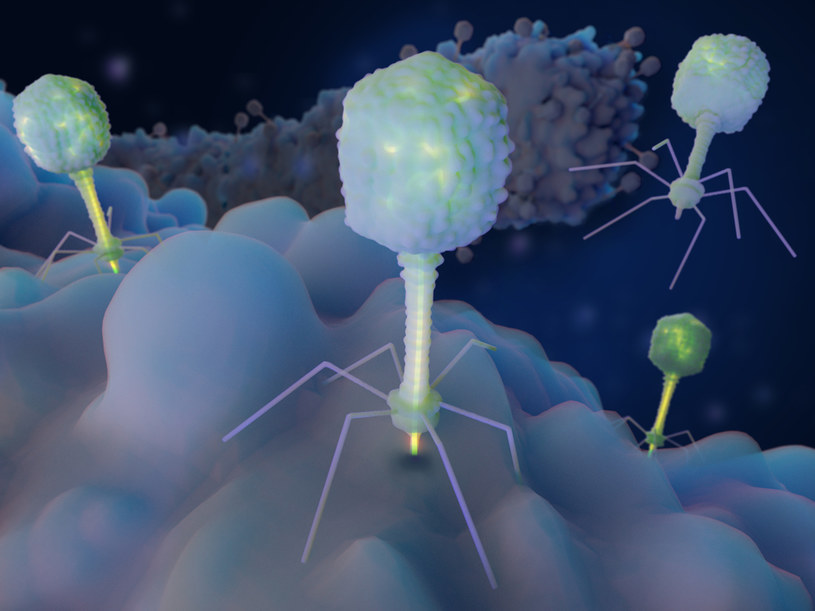 Bakteriofagi to wirusy atakujące bakterie. Wirofagi mogą robić to samo z innymi wirusami /123RF/PICSEL