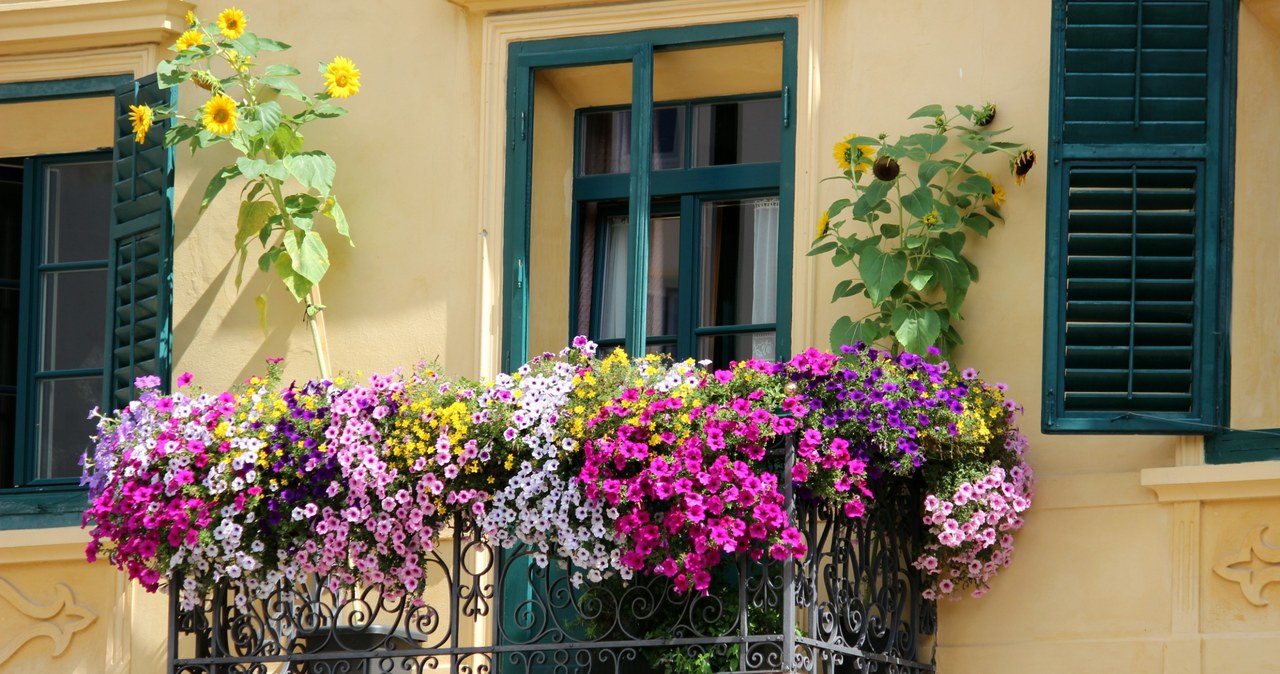 Balkon będzie tonął w pięknych kwiatach, jeśli tylko wybierzemy odpowiednie gatunki, które poradzą sobie w danych warunkach. /123RF/PICSEL