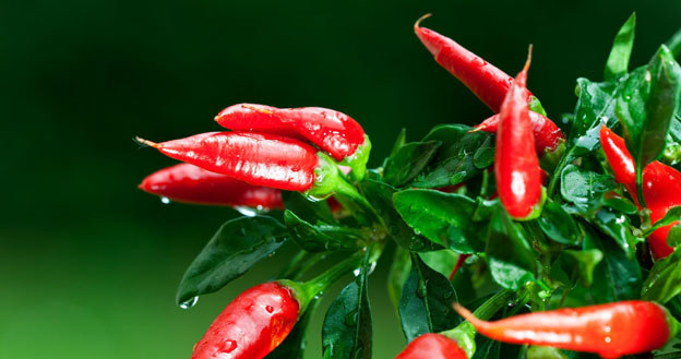 Balkon jest idealnym miejscem dla mini hodowli papryczki chili.