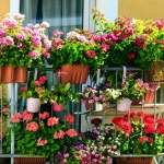 Balkon może być przyjazny pszczołom. Oto co trzeba posadzić