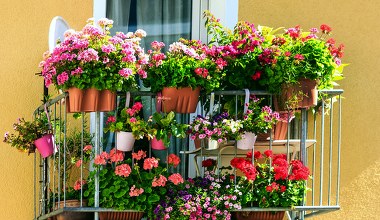 Balkon może być przyjazny pszczołom. Oto co trzeba posadzić