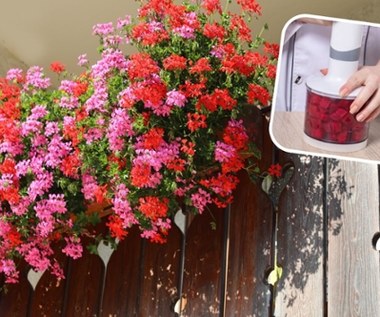 Balkon utonie w morzu kwiatów. Genialny nawóz pobudzi rośliny do kwitnienia