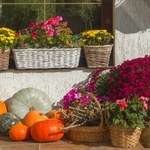 Balkon w ogniu jesiennych kolorów. Te kwiaty musisz mieć na tarasie