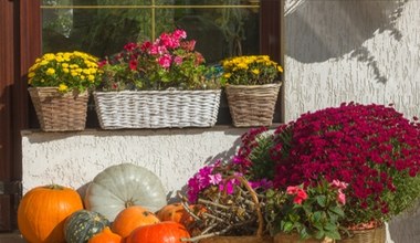 Balkon w ogniu jesiennych kolorów. Te kwiaty musisz mieć na tarasie