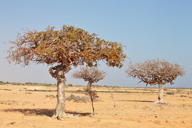 Balsamowiec mirra, zwany również mirakiem abisyńskim pochodzi z Półwyspu Arabskiego /shutterstock /Shutterstock