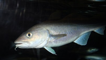 Bałtyckie dorsze niebezpieczne. Są nasycone toksycznymi substancjami