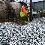Bałtyk nie dla polskich rybaków