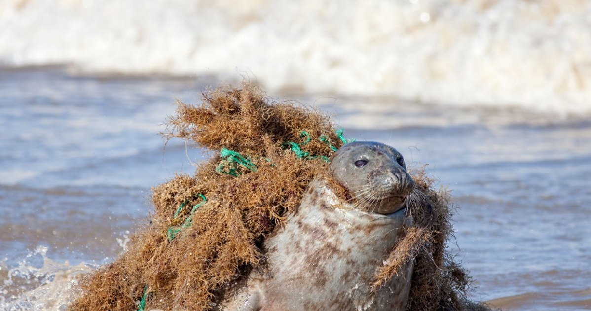 Bałtyk staje się coraz mniej przyjaznym miejscem do życia /WWF Polska /materiały prasowe