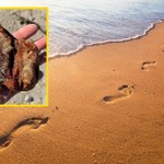 Bałtyk wyrzucił cenny skarb. Niesamowite odkrycie na plaży