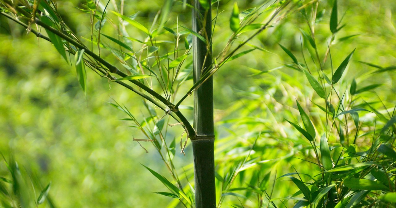 Bambus Bisseta (Phyllostachys bissetii) jest odradzany przez naukowców. /paylessimages /Pixel