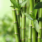 Bambus w ogrodzie: Uprawa i charakterystyka