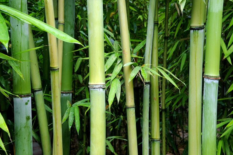Bambusowe ogrodzenie /123RF/PICSEL