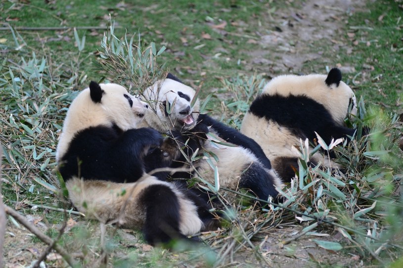 Bambusy są głównym pożywieniem pandy wielkiej /Visual China Group via Getty Images/Visual China Group  /Getty Images