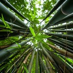 Bambusy zakwitną pierwszy raz od 120 lat. To może być katastrofa