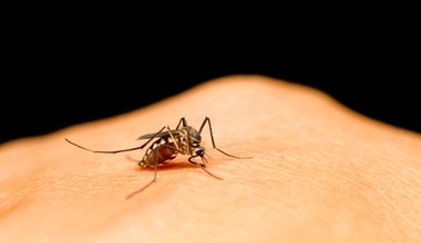 Banalna i skuteczna pułapka na komary. Sprawdzi się w domu i na wakacjach
