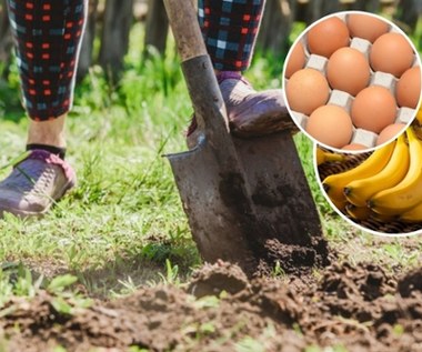 Banan i jajko: Dlaczego warto je zakopać w ziemi?