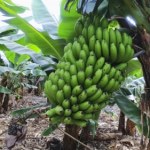 banan Banan tak naprawdę jest jagodą. Popularne owoce mają zaskakujący rodowód