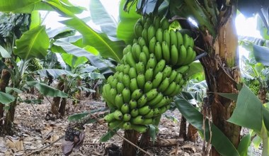 Banan tak naprawdę jest jagodą. Popularne owoce mają zaskakujący rodowód