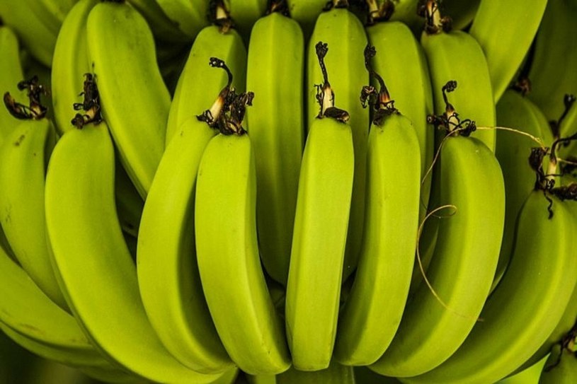 Bananatex to opatentowany materiał z włókna bananowego /Arthur S. Ruffino/agefotostock/East News /East News