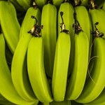 Banany atakowane przez chorobę. Będą sprzedawać owoce zmodyfikowane genetycznie