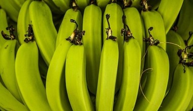 Banany atakowane przez chorobę. Będą sprzedawać owoce zmodyfikowane genetycznie