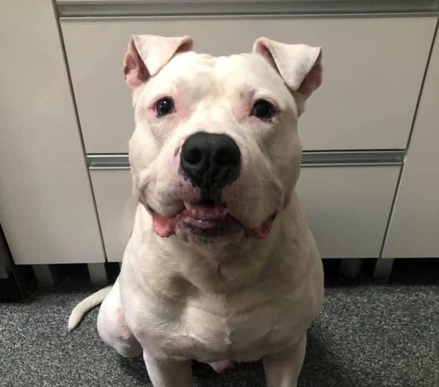 Bandzior wrócił do właściciela /KMP w Szczecinie /