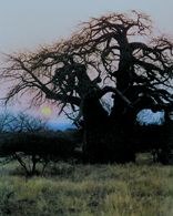 Baobab /Encyklopedia Internautica