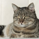 Barankowanie u kota to nie tylko czułość. Poznaj znaczenie tego gestu