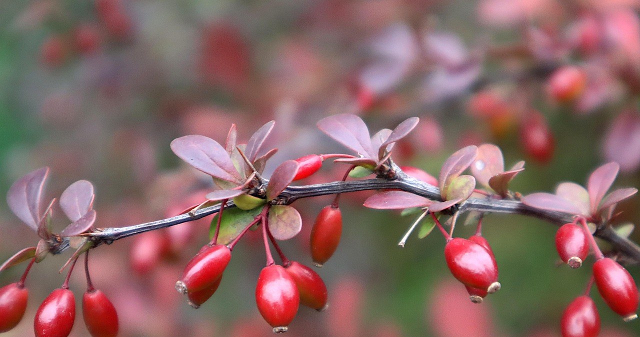 Барбарис - це не лише смачна кислувата ягода для прикраси страв, а й справжня скарбниця користі для організму /pixabay.com