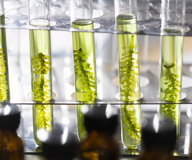 "Bardziej ekologiczny plastik" będzie wytwarzany z alg?