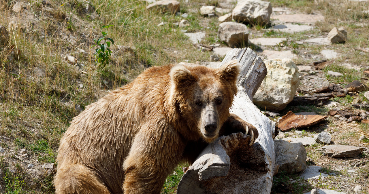 Bardzo często Yeti jest mylony z niedźwiedziem himalajskim /123RF/PICSEL
