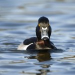 Bardzo rzadki ptak pojawił się w Polsce. Jest jak stary film