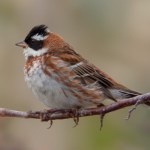 Żywiec Bardzo rzadki ptak widziany na południu Polski. Ma maskę jak Zorro