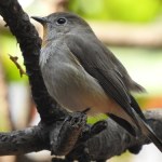 Bardzo rzadki ptak zachwycił ornitologów. Pojawił się pierwszy raz w kraju