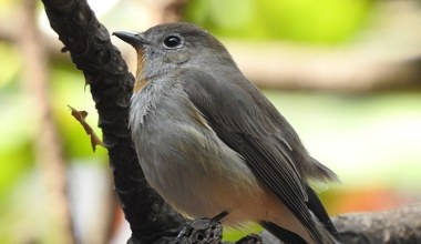 Bardzo rzadki ptak zachwycił ornitologów. Pojawił się pierwszy raz w kraju