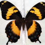 Bardzo rzadkie motyle znalezione w przesyłce z Kazachstanu