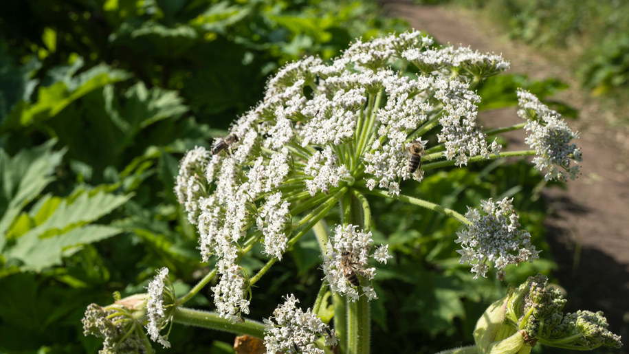 Barszcz Sosnowskiego łatwo pomylić z koprem. Ta toksyczna roślina może wywołać silne poparzenia. /Shutterstock