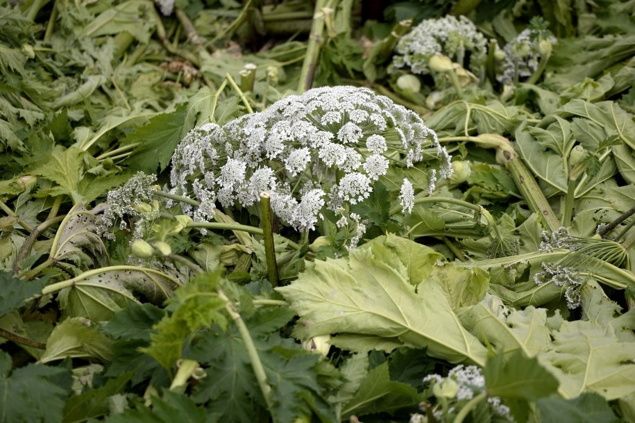 Barszcz Sosnowskiego poparzył kobietę. Zmarła w szpitalu / 	Darek Delmanowicz    /PAP