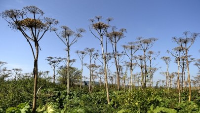 Barszcz Sosnowskiego. Sprawdź, gdzie występuje