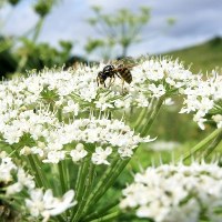 barszcz Sosnowskiego