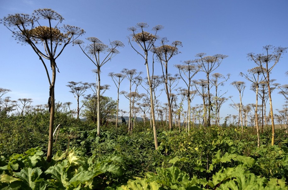 Barszcz Sosnowskiego / 	Darek Delmanowicz    /PAP