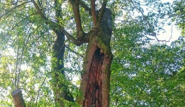 Bartek, Onufry i Perpetua walczą o tytuł Drzewa Roku. Już można głosować