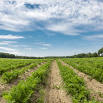 ​Bartosik: Rozwój rolnictwa ekologicznego jest zapisany w Polskim Ładzie