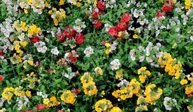 Барвистий балкон для зайнятих: вирощуємо немезію без зусиль