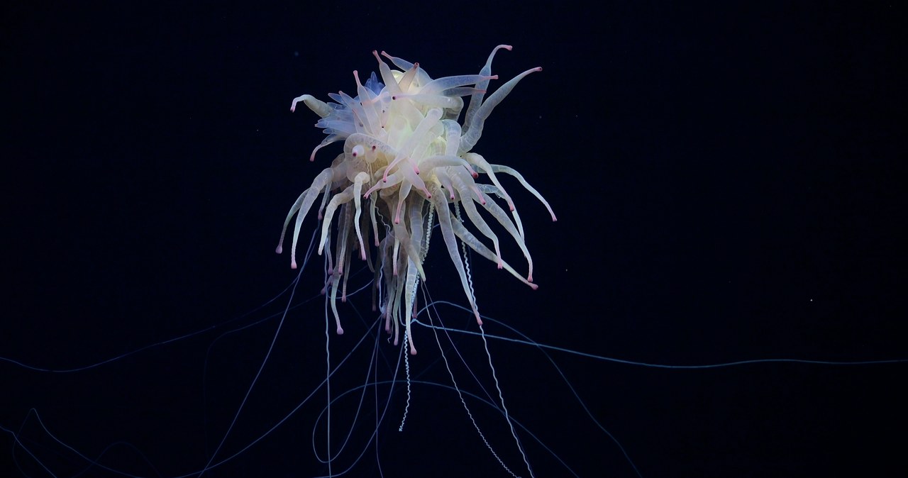 Bathyphysa conifera, znany jako latający potwór spaghetti /ROV SuBastian / Schmidt Ocean Institute /materiały prasowe